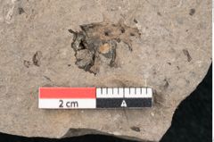 Foto (Detailansicht) von Sequoia tournalii Brongn. (NHMW-GEO-2024-0188-7950)